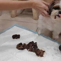 毛毛村動物醫院
