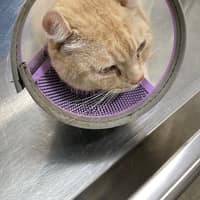 沐愛動物醫院