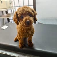 亞太動物醫院