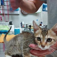 嘉基動物診所