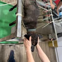 人人動物醫院