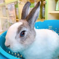 芝山動物醫院