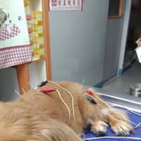 進安動物醫院