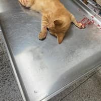 上海動物醫院