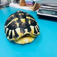 本丸特殊寵物與貓專科醫院