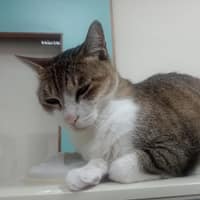 錫安動物醫院