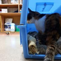 慈濟動物醫院