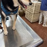 豐東動物醫院
