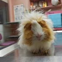 基隆汎汶動物醫院