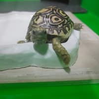 中華動物醫院