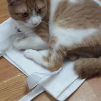 景美動物醫院
