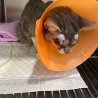 青田動物醫院