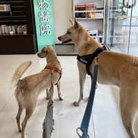 馬汀動物醫院
