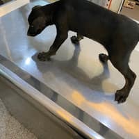 人愛動物醫院