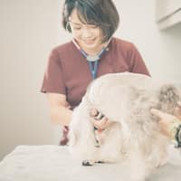 嘉義毛球動物醫院