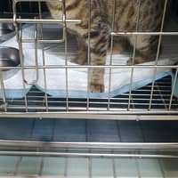 湖光動物醫院台中院