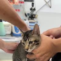 愛心動物醫院