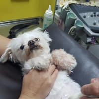 依沐動物醫院