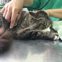 維醫動物醫院