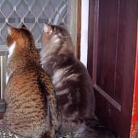 森洧動物醫院
