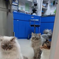 祥恩動物醫院