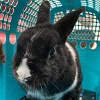 蓋亞野生動物醫院