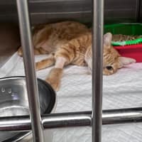 高橋貓友善動物醫院