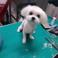 宏仁動物醫院