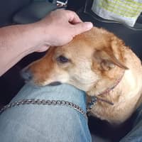 東勢動物醫院