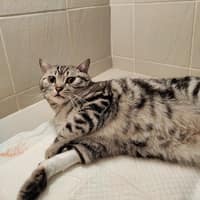 吉盈動物醫院