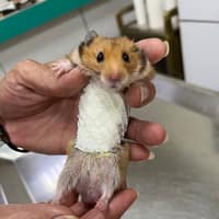 宏仁動物醫院