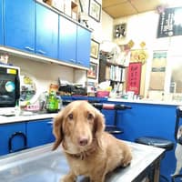 傑美動物醫院