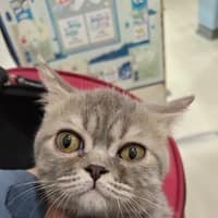 諾亞動物醫院
