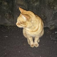 富隆動物醫院