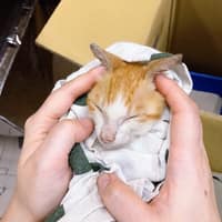 杏旺動物醫院