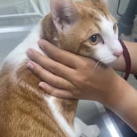 大曜動物醫院