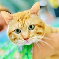 台大蓮心動物醫院