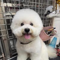 鴻愛動物醫院