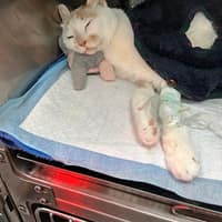 樂樂動物醫院