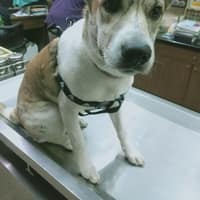黃文志動物醫院