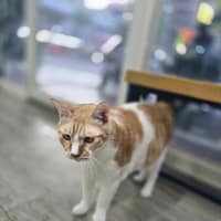 守護動物醫院