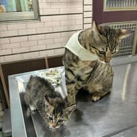 旺旺動物醫院