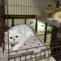 宏麟動物醫院