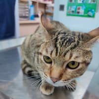 麗園動物醫院-八里分院