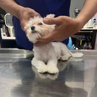 佳禧動物醫院 全約診制