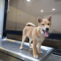 羅大宇動物醫院