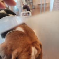 樂晨伴侶動物醫院-腫瘤專科