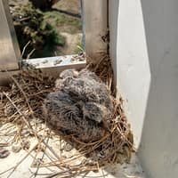 志寶動物醫院