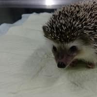 噶瑪蘭動物醫院