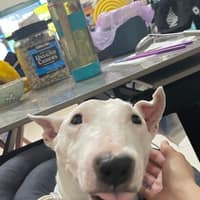 愛心動物醫院